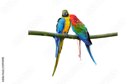 Blue and Gold macaw vivid rainbow colorful animal with green background.(Scientific Name : Psittacus torquata).  Isolated on white background. This has clipping path.   