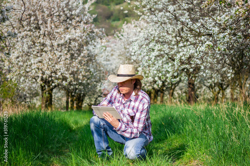 Farmer using modern technology while inspecting blooming fruit trees in orchard