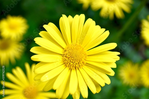 Yellow daisy