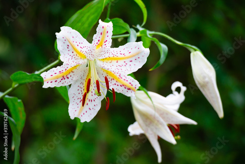 百合