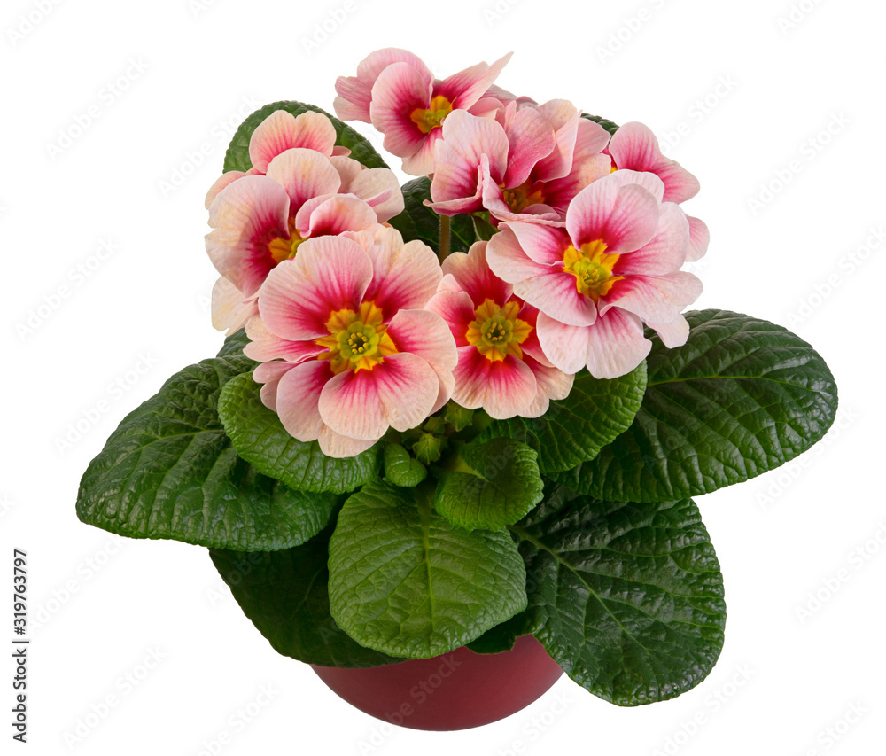 Fototapeta premium Isolated pink primrose flower in a flowerpot