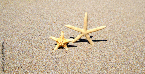 Two starfish on sand. Nature horizontal background.