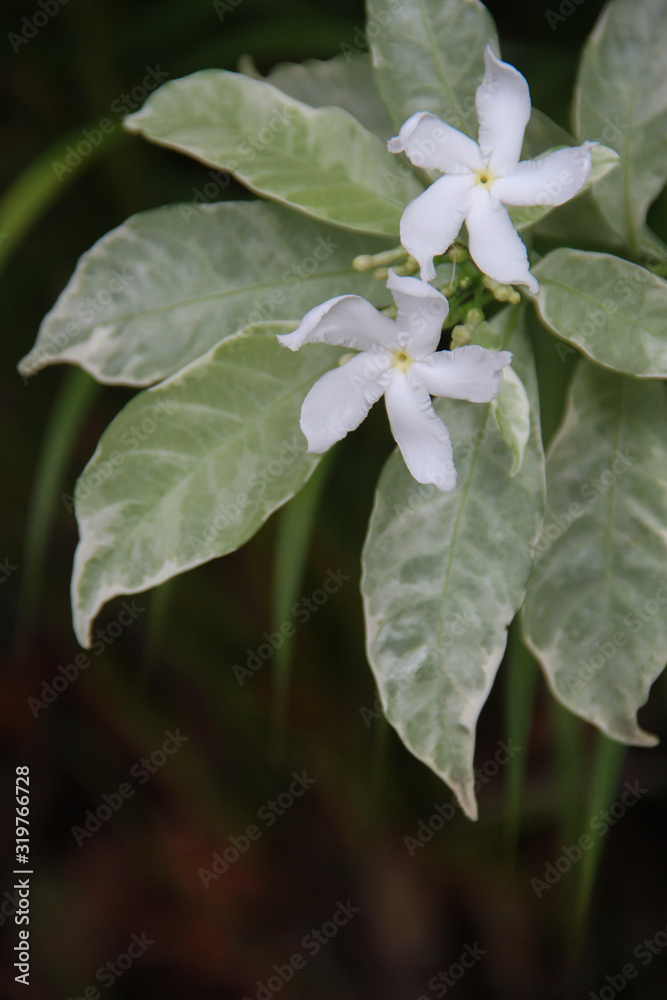 Beautiful White Flower with space for design or typography Beautiful White Flower with space for design or typography