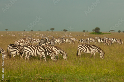 herd of zebras on the savannah
