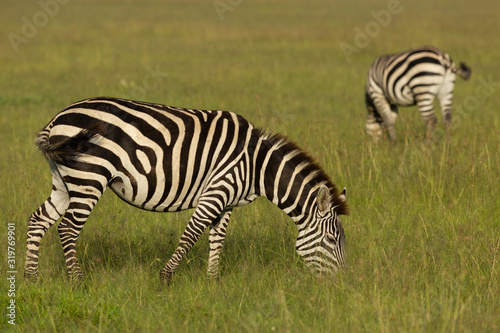 zebra on the savannah