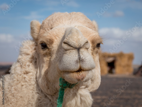 Camel poses for the camera, Merzouga, Morocco