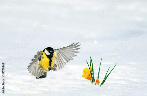 bird tit flies spreading its wings to the yellow Crocus flowers growing from ...