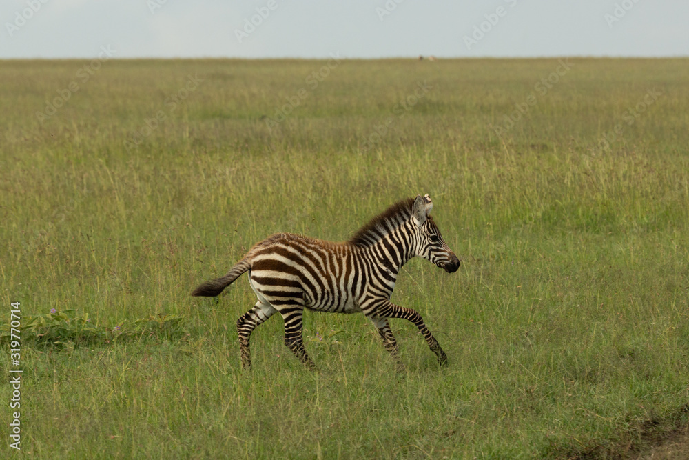 Obraz premium young zebra on the savannah