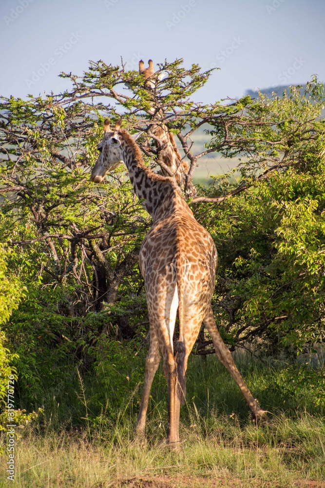 Obraz premium girafe