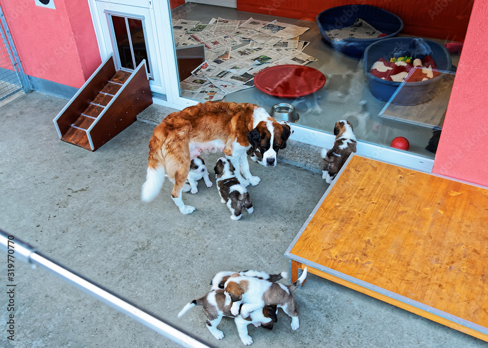 Saint Bernard adult dog with puppies in breeding kennel Martigny, Switzerland
