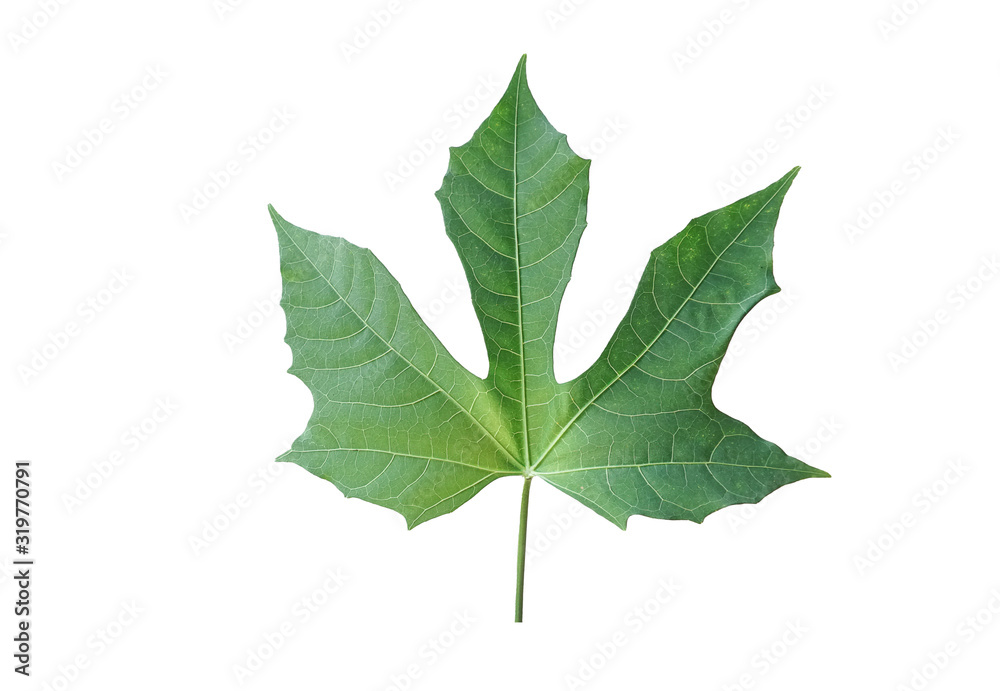 Chaya leaf isolated on white background wiht clipping paths Chaya leaf isolated on white background wiht clipping paths