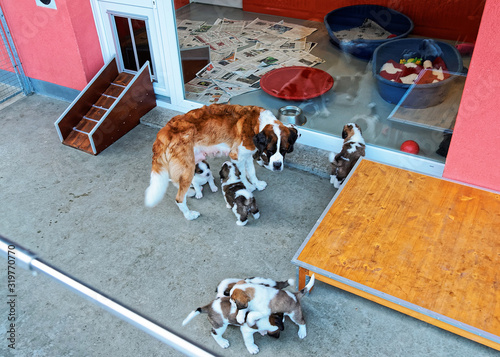 Saint Bernard adult dog with puppies in breeding kennel Martigny, Switzerland