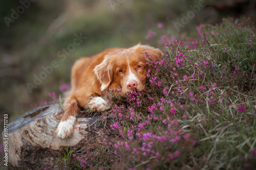 dog in heather colors. Portrait of a pet in nature. Nova Scotia Duck Tolling Retriever in the beautiful scenery. Animal on the background of the landscape
