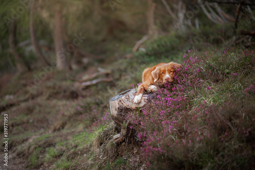 dog in heather colors. Portrait of a pet in nature. Nova Scotia Duck Tolling Retriever in the beautiful scenery. Animal on the background of the landscape