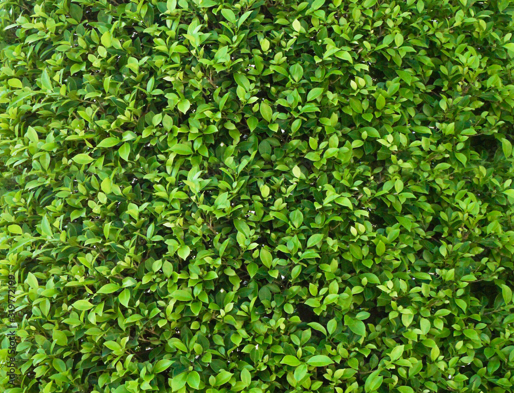 Close up full frame Banyan Tree or Ficus annulata background and texture with sunlight Close up full frame Banyan Tree or Ficus annulata background and texture with sunlight