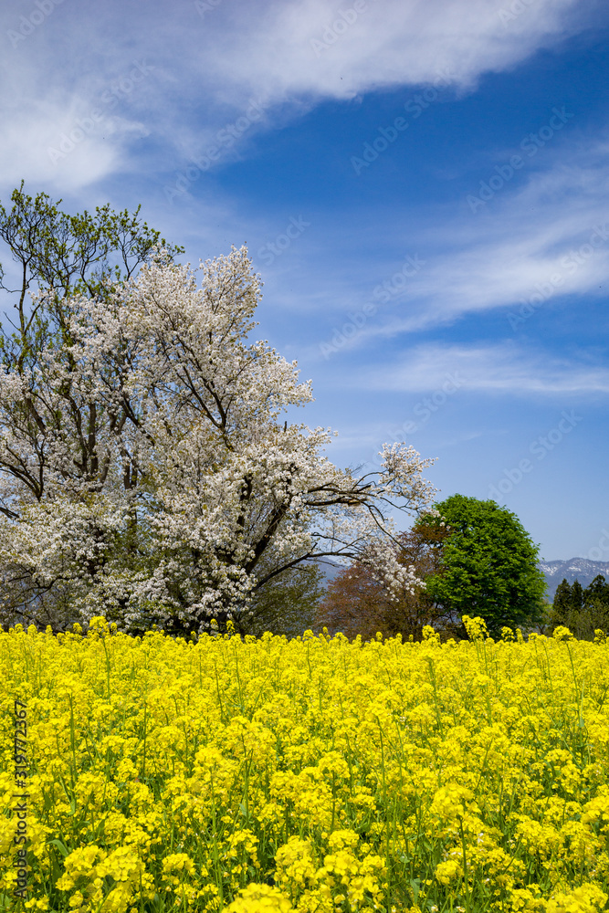 tree in field