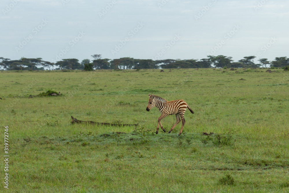 Fototapeta premium young zebra on the savannah