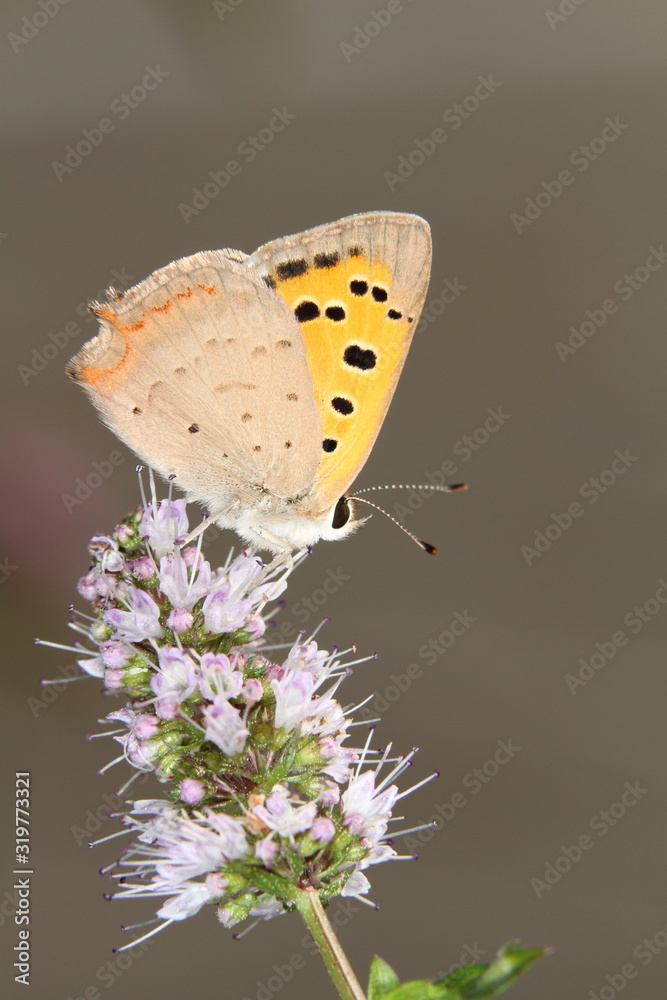 Fototapeta premium Farfalla