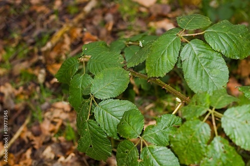Wallpaper Mural Group Of Green Leafs Up Close Torontodigital.ca