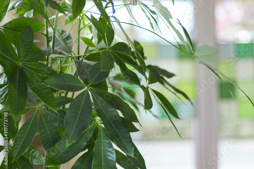 Pachira Zimmerpflanze steht vor einem hellen Fenster als Inneneinrichtung. Pflanzen Inneneinrichtung Konzept.