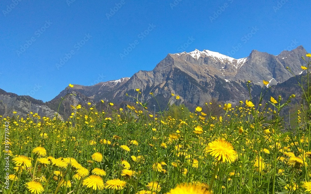 flowers in the Alpine mountains