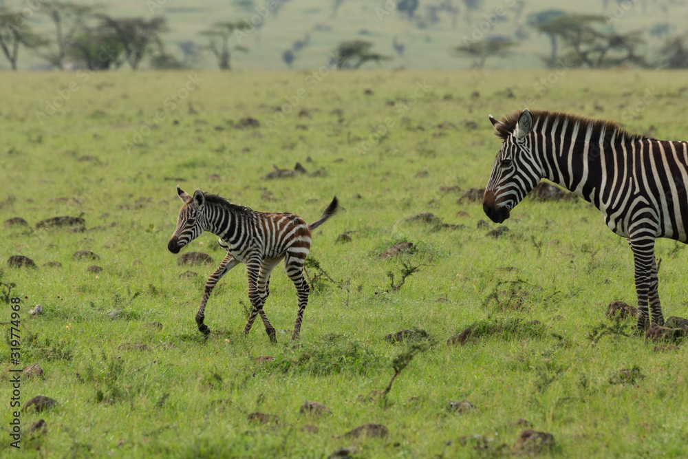 Naklejka premium mother zebra and foal on the savannah