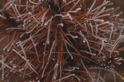 Snow covered yellow pine branches. Plant disease concept. photo