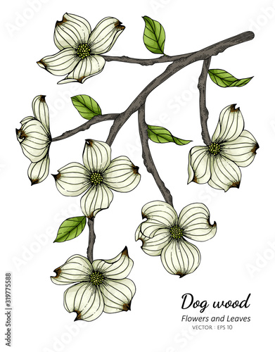 White dogwood flower and leaf drawing illustration with line art on white backgrounds.