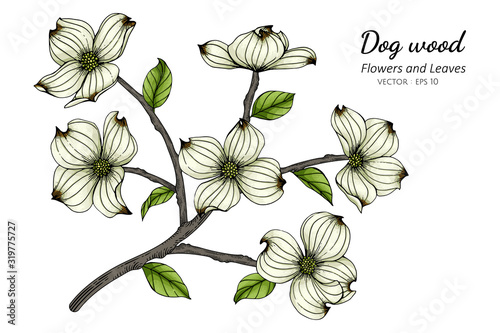 White dogwood flower and leaf drawing illustration with line art on white backgrounds.