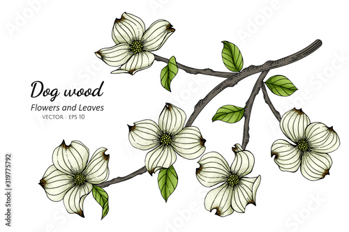 White dogwood flower and leaf drawing illustration with line art on white backgrounds.
