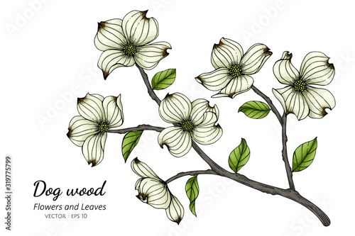 White dogwood flower and leaf drawing illustration with line art on white backgrounds.