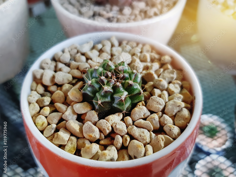 Close-up Decorative Succulent Plant in Small Pot Close-up Decorative Succulent Plant in Small Pot