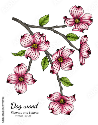 Pink dogwood flower and leaf drawing illustration with line art on white backgrounds.