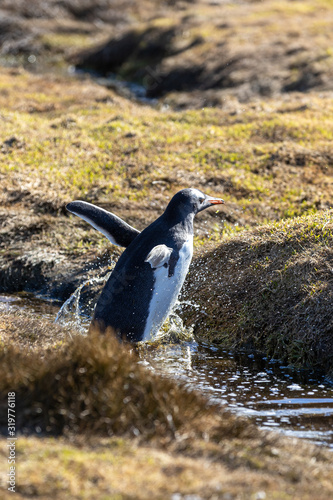 Eselspinguin