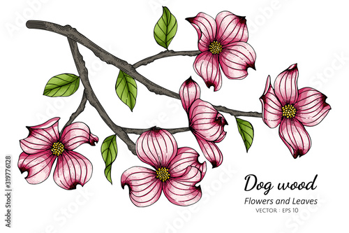 Pink dogwood flower and leaf drawing illustration with line art on white backgrounds.