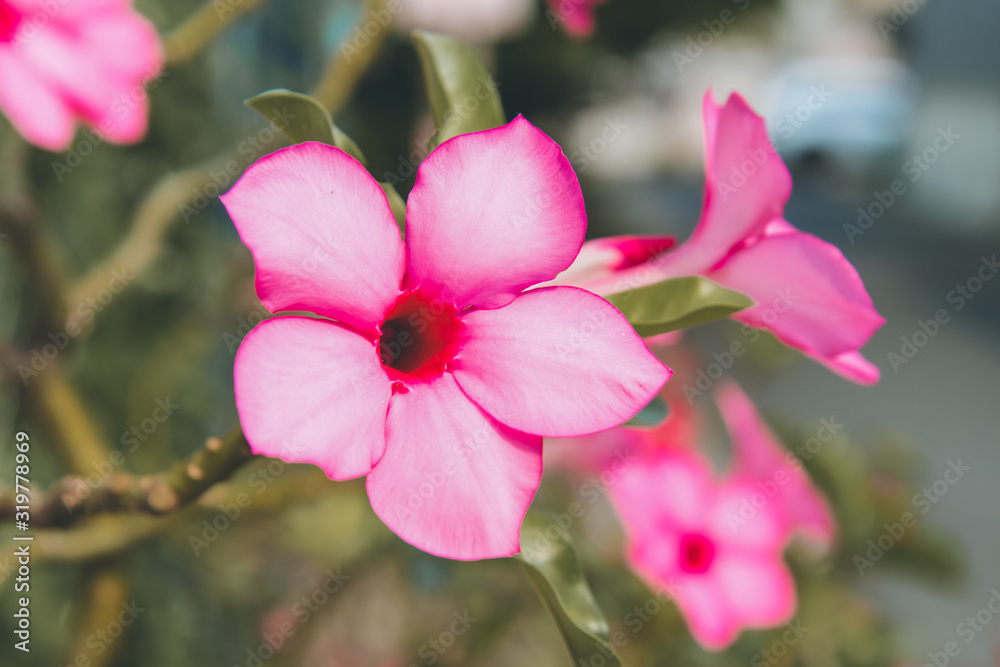 Beautiful Desert rose flower in the garden. Mock azalea flowers. Adenium obesum. floral Beautiful Desert rose flower in the garden. Mock azalea flowers. Adenium obesum. floral