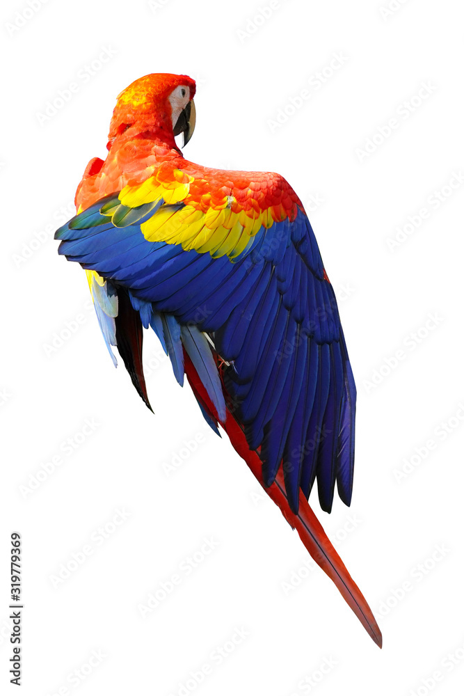 Fototapeta premium The King of parrots bird Scarlet macaw vivid rainbow colorful animal. Isolated on white background. This has clipping path. 