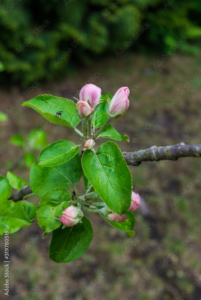 Beginning to bloom pink flowers of apple. Unblown flower buds of apple.