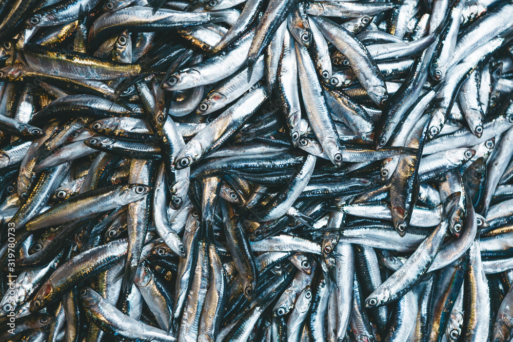 A lot of fresh little silver fish background A lot of fresh little silver fish background
