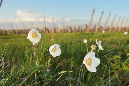 Grosses Windröschen Wilde Anemone sylvestris im Weinberg am Kaiserstuhl - Snowdrop anemone photo