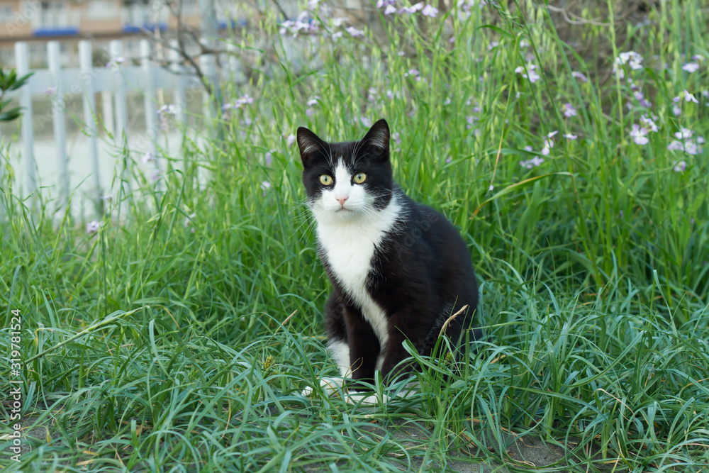 cat in a outdoor park 