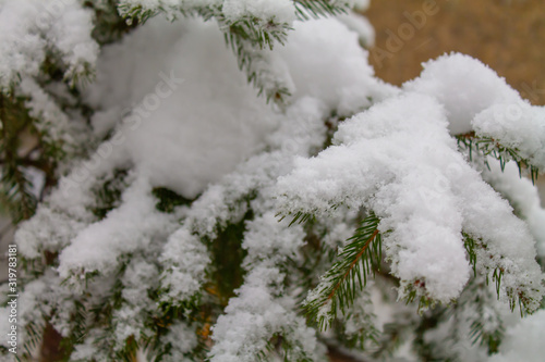 Green spruce covered with snow