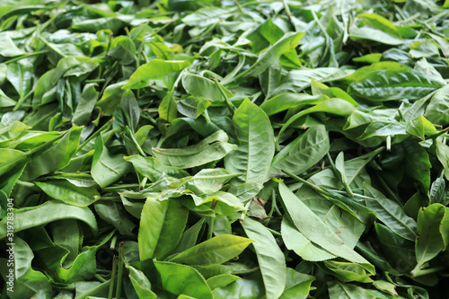 Organic fresh grean tea leaf