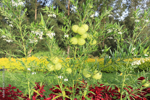 Gomphocarpus physocarpus, balloonplant, balloon cotton-bush, bishop's balls, nailhead, green swan plant, or milkweed tree plant  photo