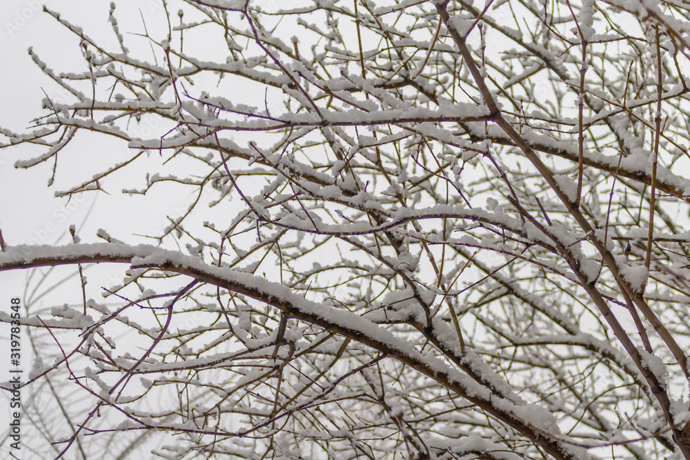 Frozen branches with snowflakes. Snowy branches. Frozen branches with snowflakes. Snowy branches.