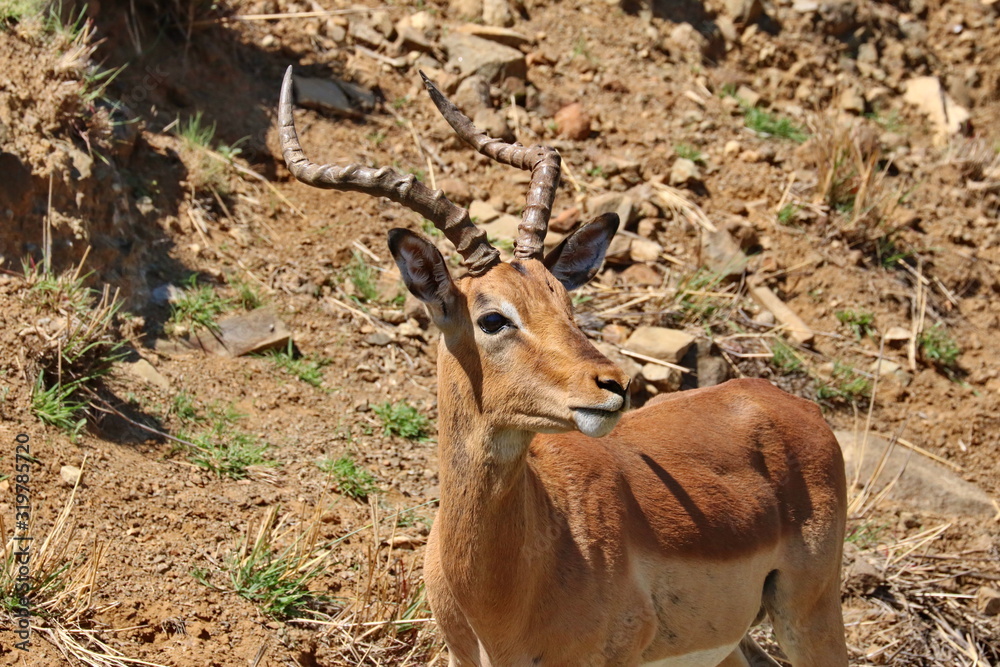 Impala Bock 3947 Impala Bock 3947