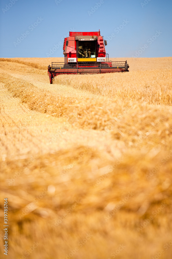 Fototapeta premium Moissonneuse rouge dans un champ de blé durant la moisson.