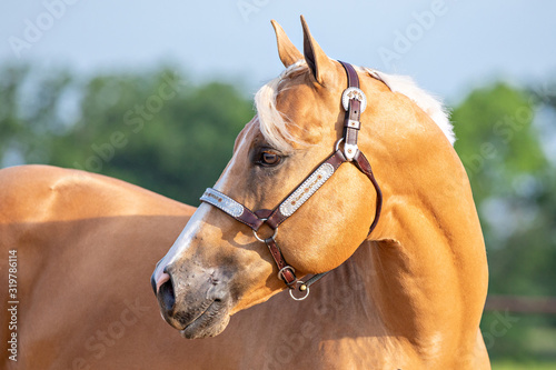 Palomino Horse photo