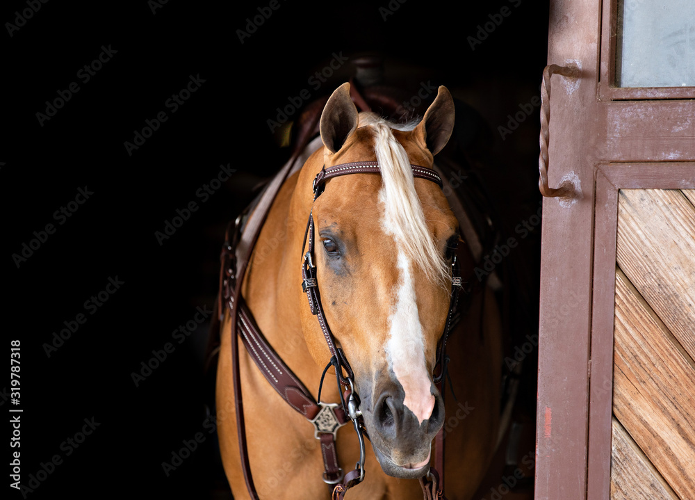 Obraz Palomino Horse