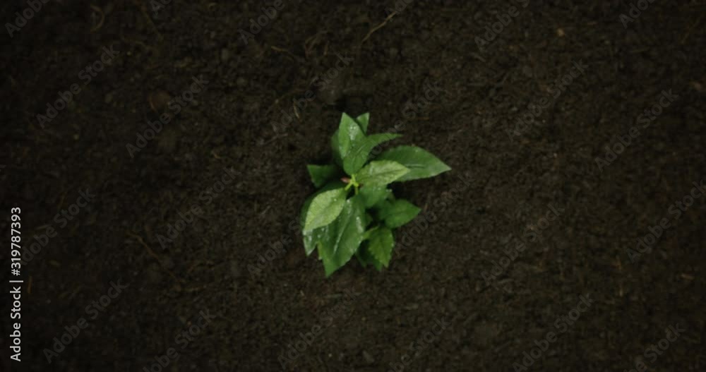 4K Time Lapse Of A Leaf Plant Growing From An Over Shot View